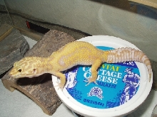 Tremper Jungle