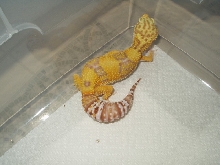 Rainwater Female