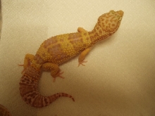 My biggest female Rainwater