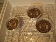6 Rainwater Albino Eggs