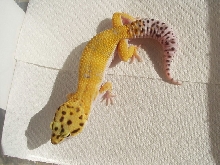 Hypo Male