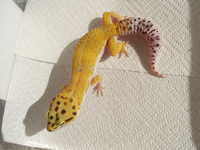 Hypo Male