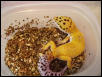 Male Super Hypo..."Toby"