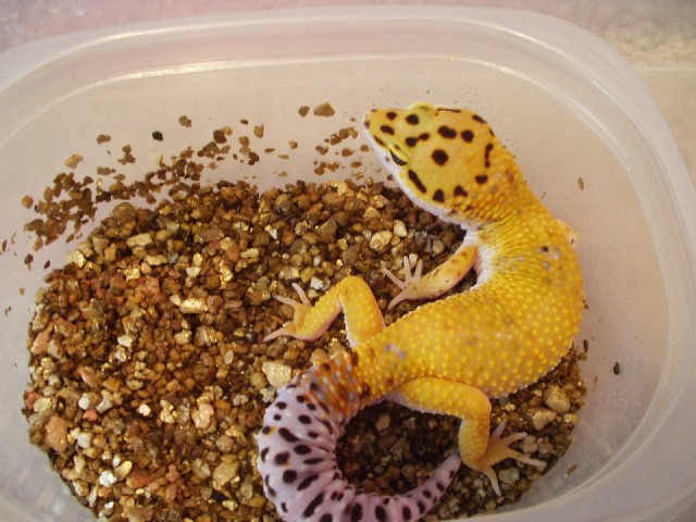Male Super Hypo..."Toby"