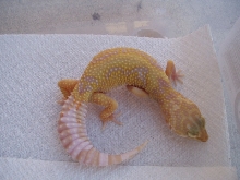 Female Tremper Jungle