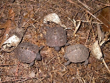 Three hatchling box turtles