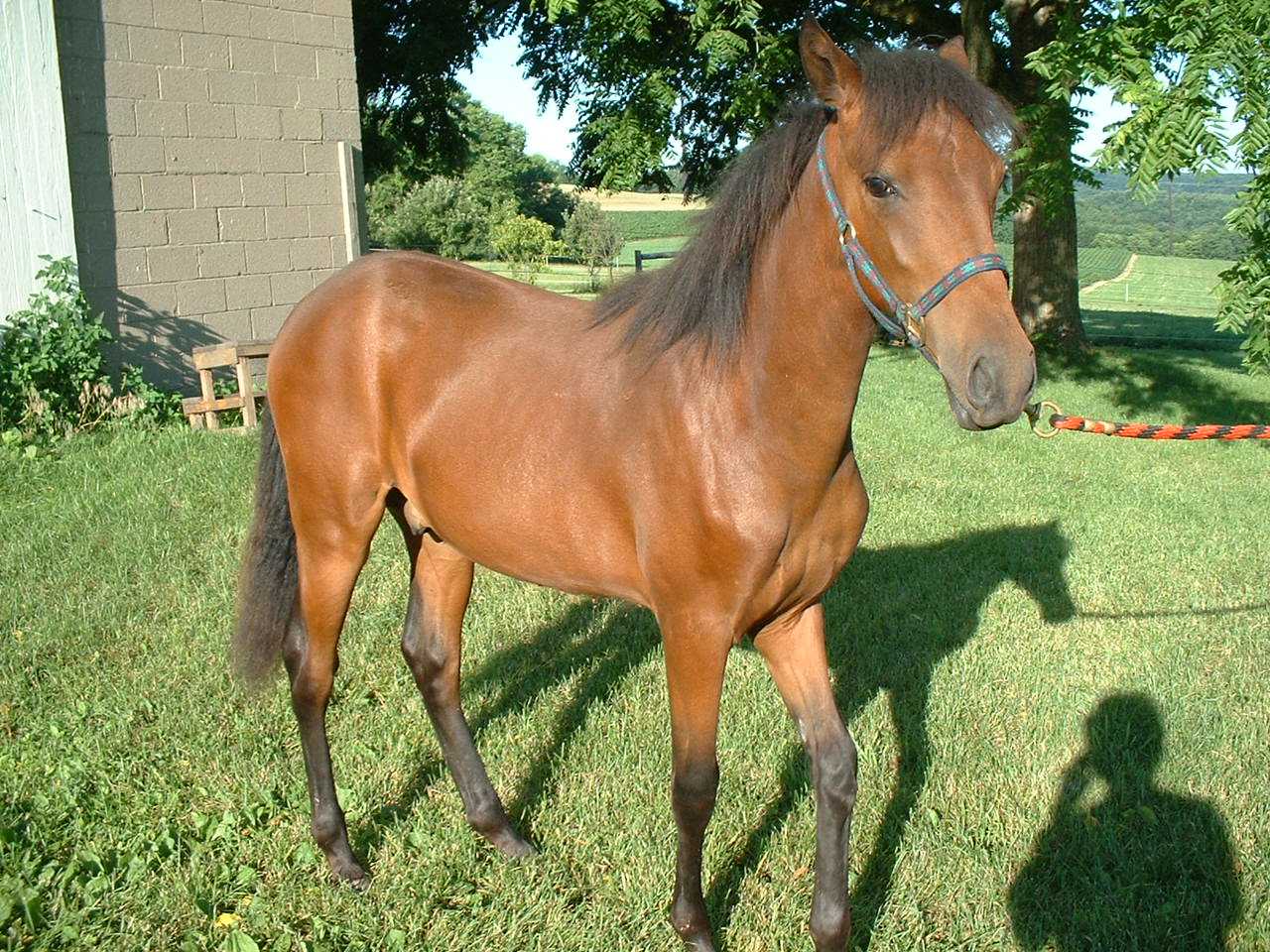 Fuego del Norte (Peanut)