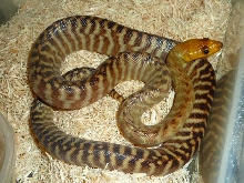 Female Woma Python