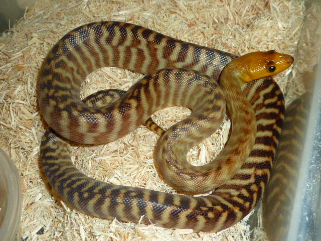 Female Woma Python