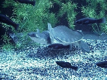 Fly River Turtle
