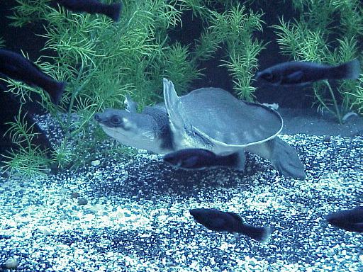 Fly River Turtle