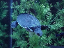 Fly River Turtle