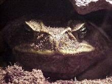 Cane Toad