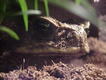 Cane Toad