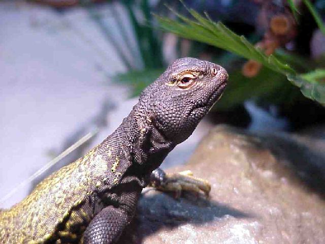 Mali Uromastyx (Uromastyx maliensis)