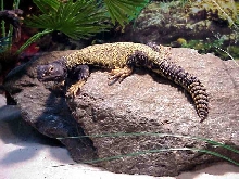 Mali Uromastyx (Uromastyx maliensis)