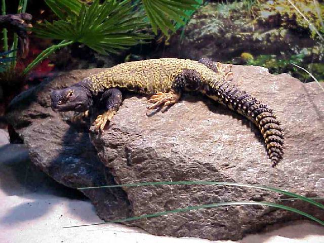 Mali Uromastyx (Uromastyx maliensis)