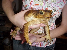 Cane Toad