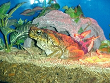 Cane Toad