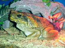 Cane Toad