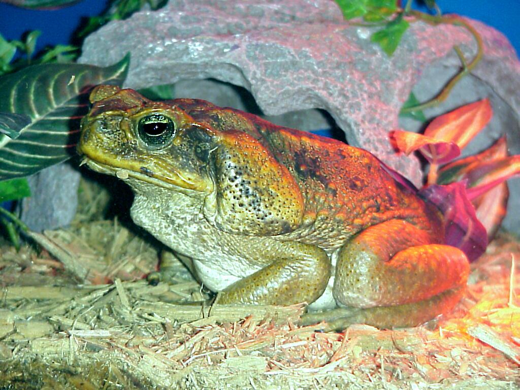 Cane Toad