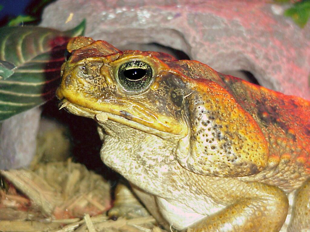 Cane Toad