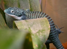 Abronia graminea