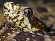 Bothrops erythromelas