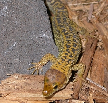Lepidophyma sylvaticum