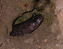 See if you can ID this
