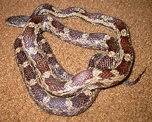 Grey rat snake