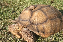 How big do Sulcatas get?