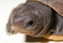 Hatchling box turtle with egg tooth