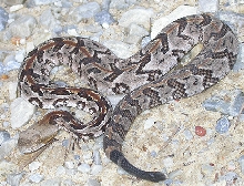 Baby Canebrake Rattlesnake