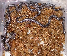 Hatchling spotted pythons
