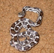 Baby Grey rat snake