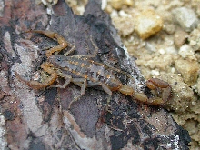 C. vittatus in Apalachicola