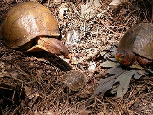 Box turtle family