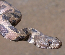 Brown Watersnake 1a