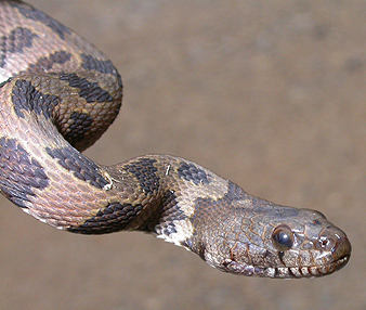 Brown Watersnake 1a