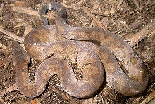 Candoia sp.