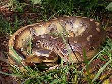 Borneo Blood Python