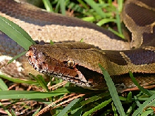 Close up of Blood Python