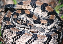 Massive Canebrake