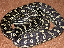 My new male Carpet Python