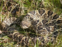 Eastern Diamondback