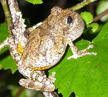Grey tree frog calling