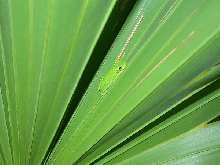Green tree frog on palmetto