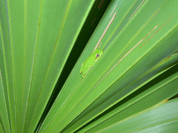 Green tree frog on palmetto