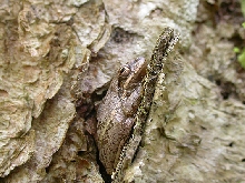 Possible Hyla hybrid